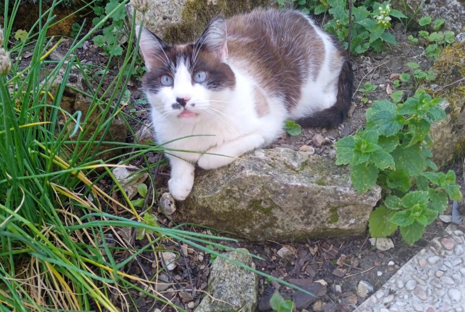 Alerta de Desaparición Gato cruce  Macho , 10 años Lihus Francia